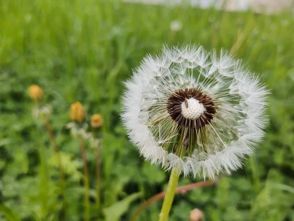 Fleur Pissenlit Sur Prairie Verte — Photo