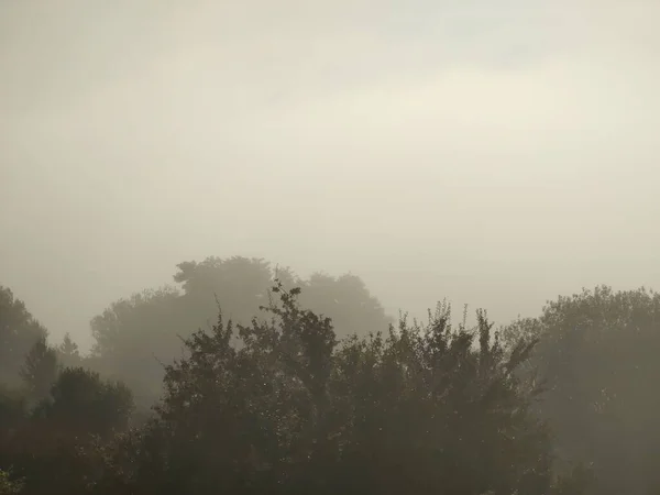 Лісовий Пейзаж Туманний Ранок — стокове фото