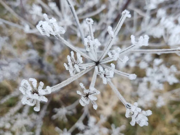 Close Frozen Plant Winter — Stock Photo, Image