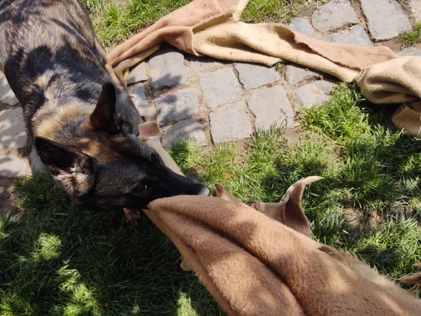 Schäferhund Spielt Mit Stoff Hof — Stockfoto