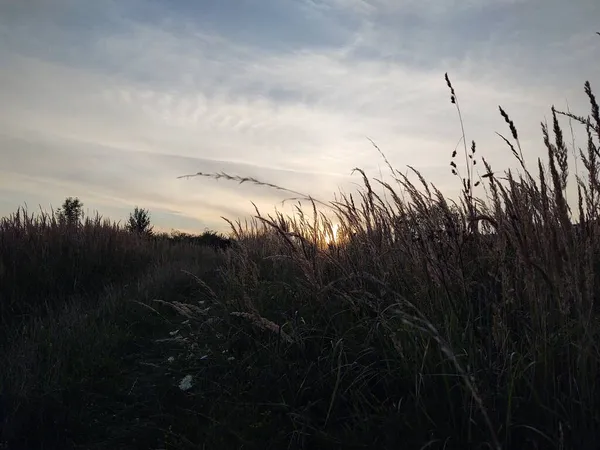 Bellissimo Tramonto Nella Foresta Sullo Sfondo Della Natura — Foto Stock