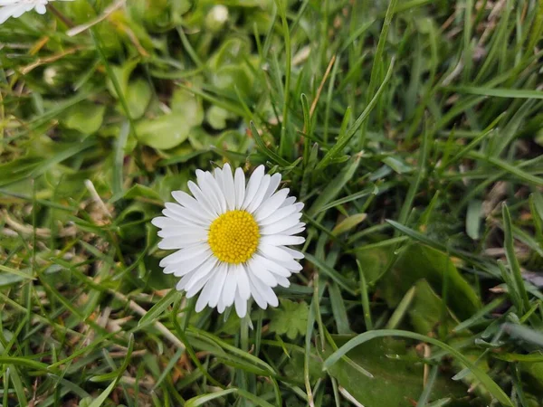 Piękny Stokrotka Kwiat Zielonej Trawie — Zdjęcie stockowe