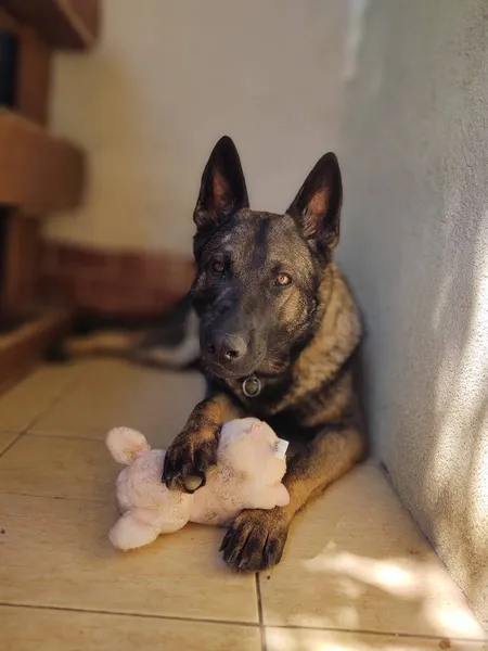 Tysk Herde Hund Med Leksak Nära Huset — Stockfoto