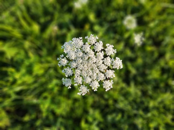 Bílé Květy Zelené Trávě — Stock fotografie