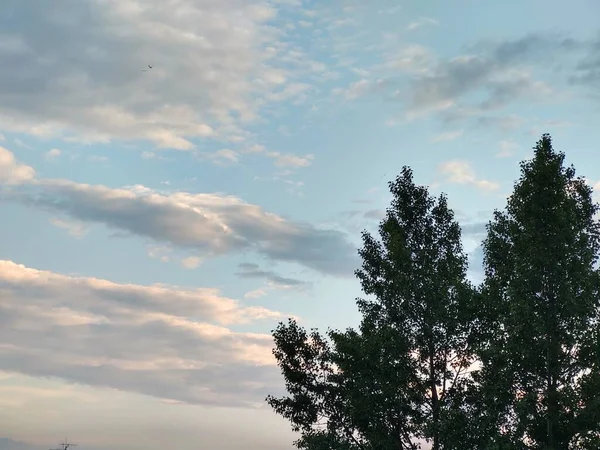 Baum Mit Bewölktem Himmel Bei Sonnenuntergang — Stockfoto
