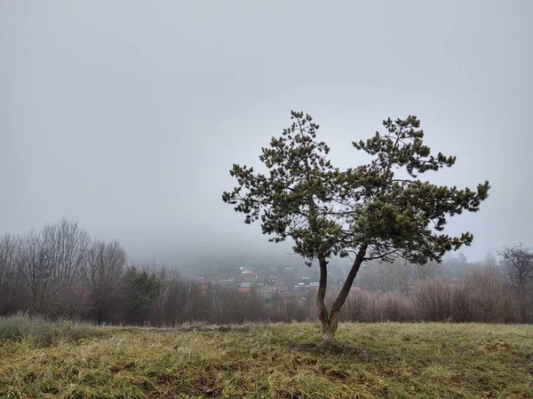 Schöne Landschaft Mit Wald Bei Nebligem Tag — Stockfoto