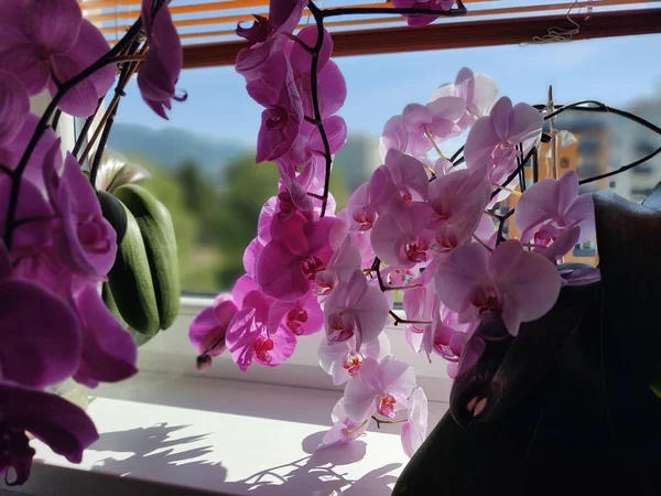 Piękne Kwiaty Orchidei Bliska — Zdjęcie stockowe