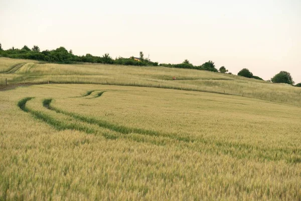 Zelené Pšeničné Pole Venkově — Stock fotografie