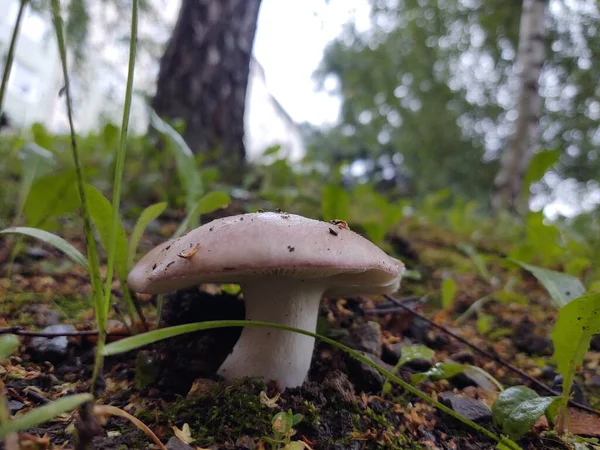 Champignon Dans Forêt Sur Fond Nature Gros Plan — Photo