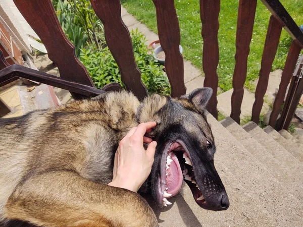 Person Streichelt Hund Treppenhaus — Stockfoto