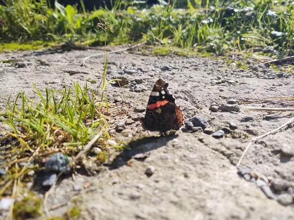 Beau Papillon Sur Fond Nature Gros Plan — Photo