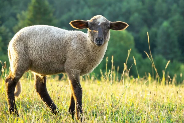 Dağ Çayırında Otlayan Koyunlar — Stok fotoğraf