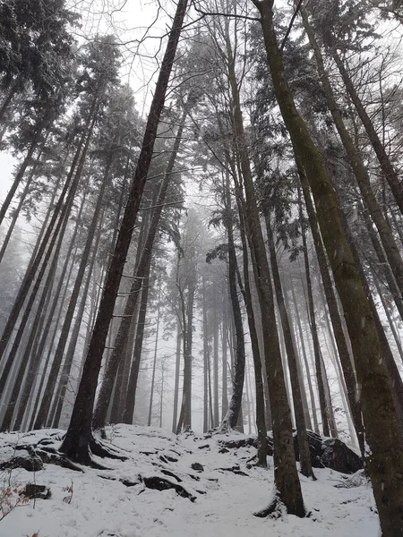 Zimowy Krajobraz Śnieżny Lasu — Zdjęcie stockowe