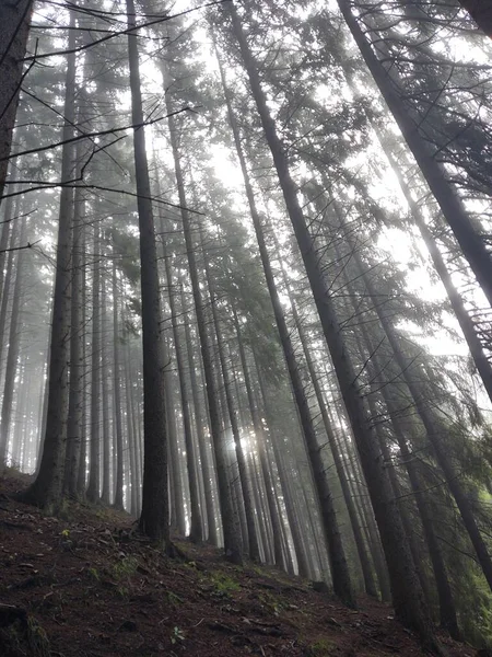 Schöner Blick Auf Den Wald Vor Naturkulisse — Stockfoto