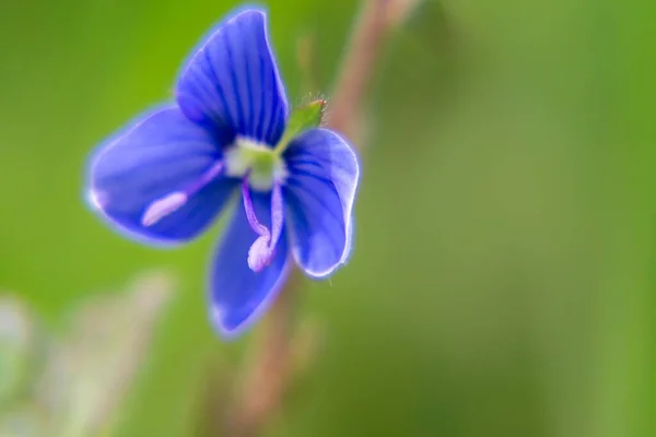Bahçedeki Güzel Mavi Çiçek — Stok fotoğraf