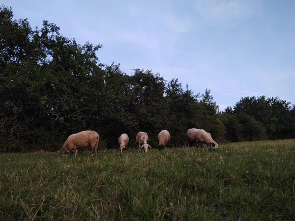 Manada Ovinos Pastando Campo Fundo Natureza — Fotografia de Stock