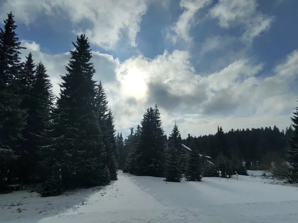 Hermoso Paisaje Invierno Con Bosque — Foto de Stock