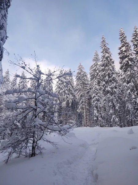 Bella Foresta Innevata Inverno — Foto Stock