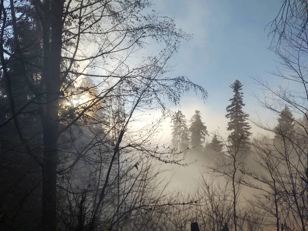 Schöner Mysterienwald Mit Nebel — Stockfoto