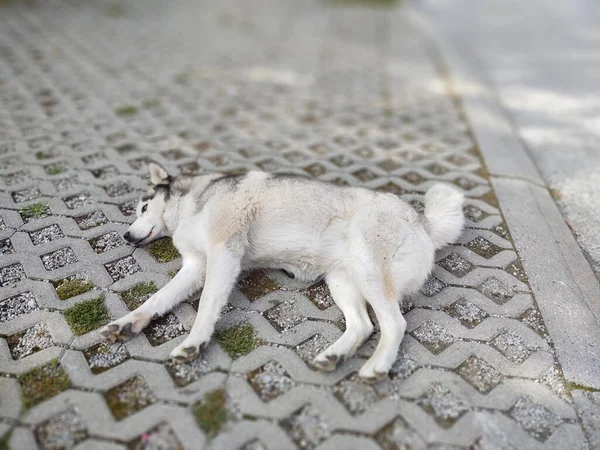 Hund Liegt Auf Gehweg Der Stadt — Stockfoto