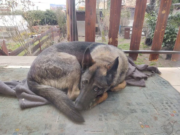 バルコニーに寝そべってかわいい犬 — ストック写真