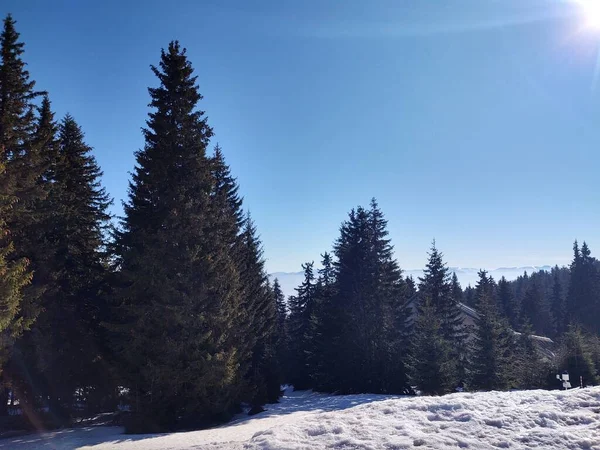 Hermoso Paisaje Montaña Con Bosque Temporada Invierno — Foto de Stock