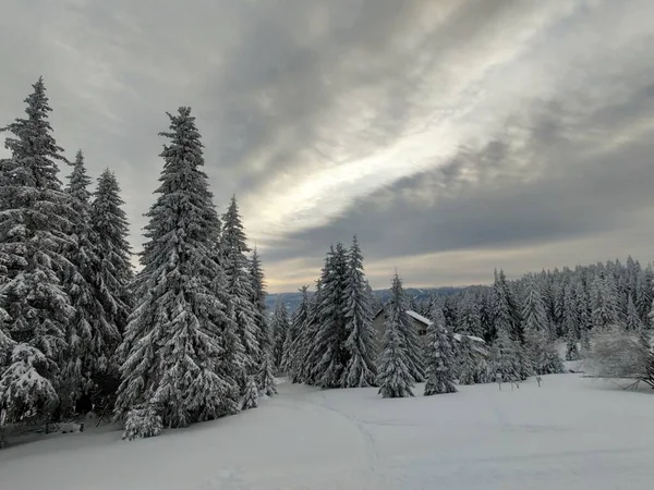 Gyönyörű Téli Erdő Hegyekben Hóval Borított Fák — Stock Fotó