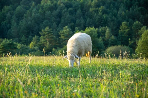 Pâturage Des Moutons Dans Prairie Montagne — Photo