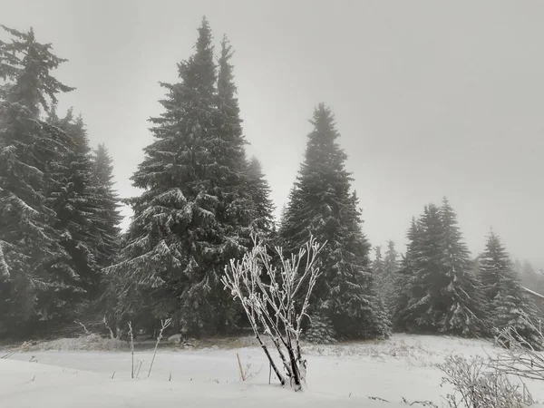 Ağaçlar Sisli Güzel Kış Ormanı — Stok fotoğraf