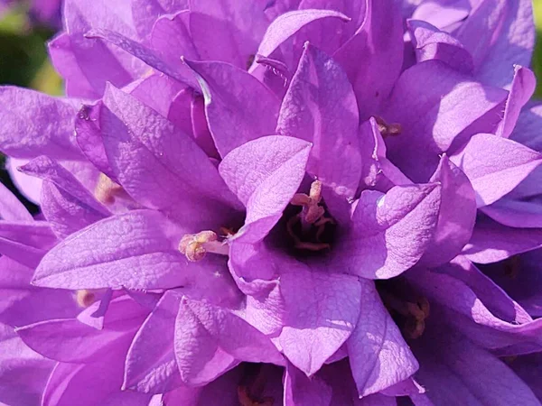 Belle Fleur Violette Dans Jardin — Photo