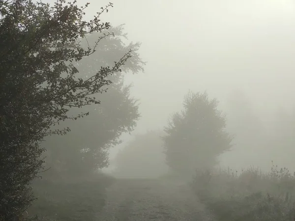 Foggy Matin Dans Forêt Avec Des Arbres — Photo
