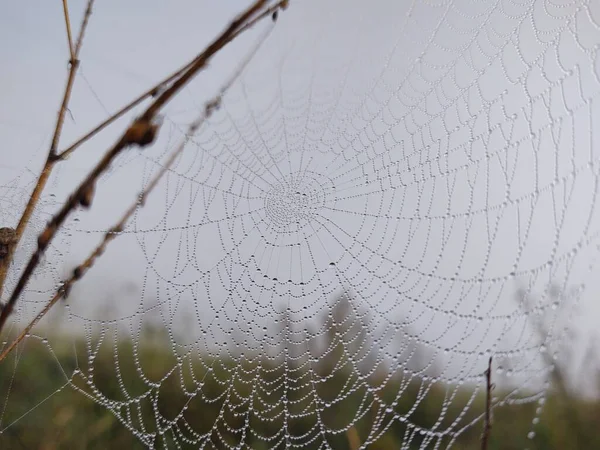 Großaufnahme Der Pflanze Mit Spinnennetz — Stockfoto