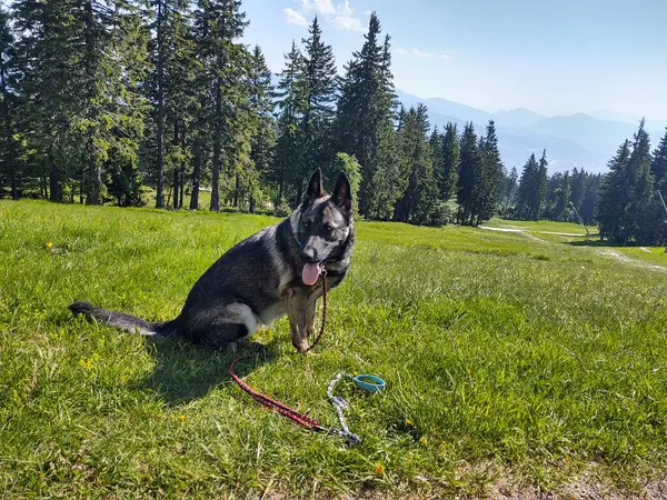 Ormandaki Alman Çoban Köpeği Doğa Arka Planında — Stok fotoğraf