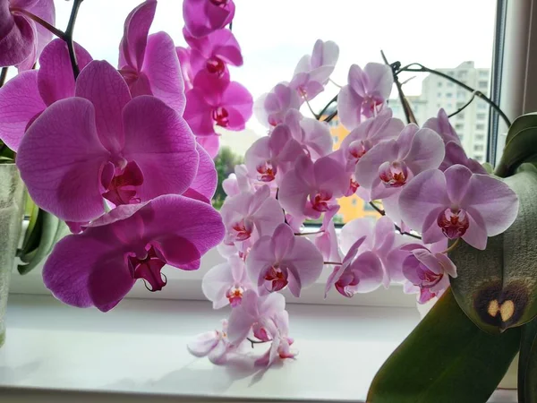 Krásné Orchidej Květiny Parapetu — Stock fotografie