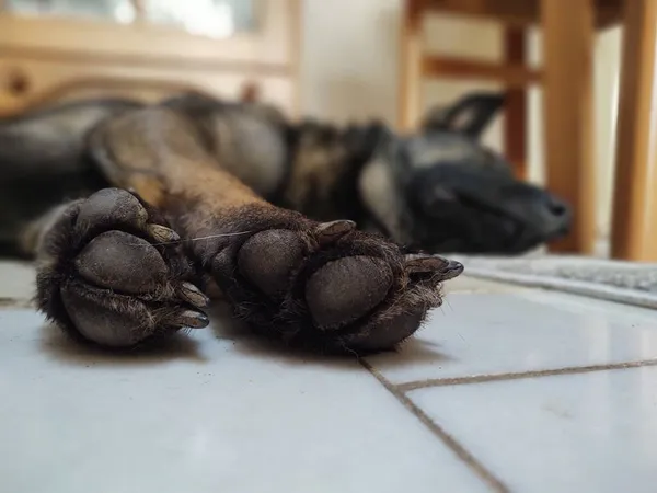 Cão Deitado Chão Casa — Fotografia de Stock