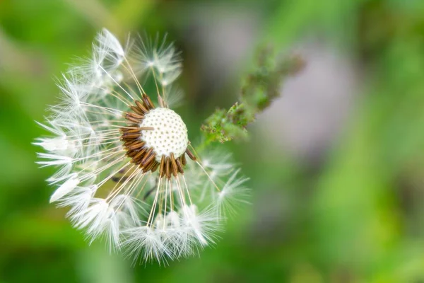 Maskros Blomma Grön Bakgrund — Stockfoto