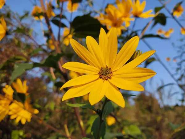 Żółte Kwiaty Zielonym Ogrodzie — Zdjęcie stockowe