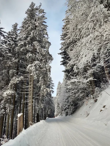 Route Dans Forêt Enneigée Hiver — Photo