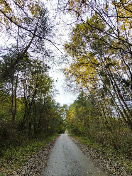 Tagsüber Straße Herbstwald — Stockfoto