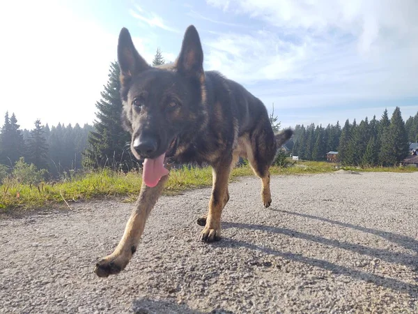 Tysk Herde Hund Skogen Bakgrunden — Stockfoto