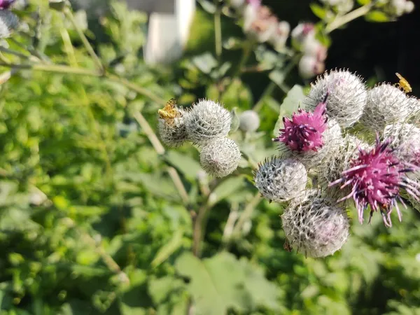 Schöne Botanische Aufnahme Mit Blumen Natürliche Tapete — Stockfoto