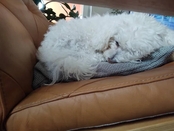 Flauschiger Hund Auf Dem Heimischen Sofa — Stockfoto