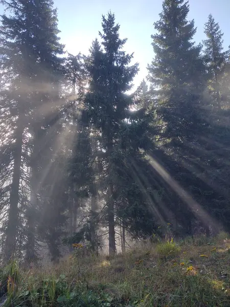 Piękny Las Rano Tle Natury — Zdjęcie stockowe