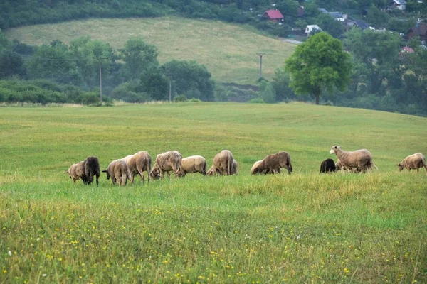 Mandria Pecore Pascolo Nel Prato Montagna — Foto Stock