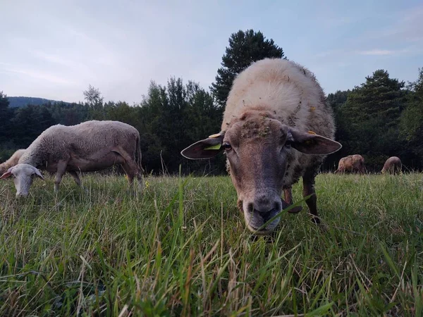 Stado Owiec Wypasanych Polu Tle Przyrody — Zdjęcie stockowe
