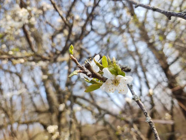 Hermosas Flores Flor Las Ramas Los Árboles Temporada Primavera — Foto de Stock