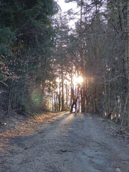 落日时分美丽森林中的路 — 图库照片