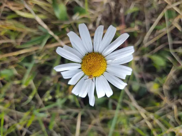 自然を背景に庭の白いデイジーの花 — ストック写真