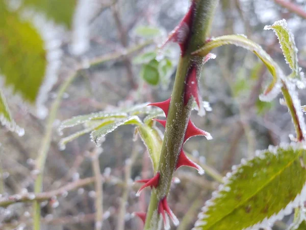 森の中の植物の冷凍枝 — ストック写真