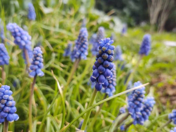 Mooie Blauwe Bloemen Groene Tuin — Stockfoto